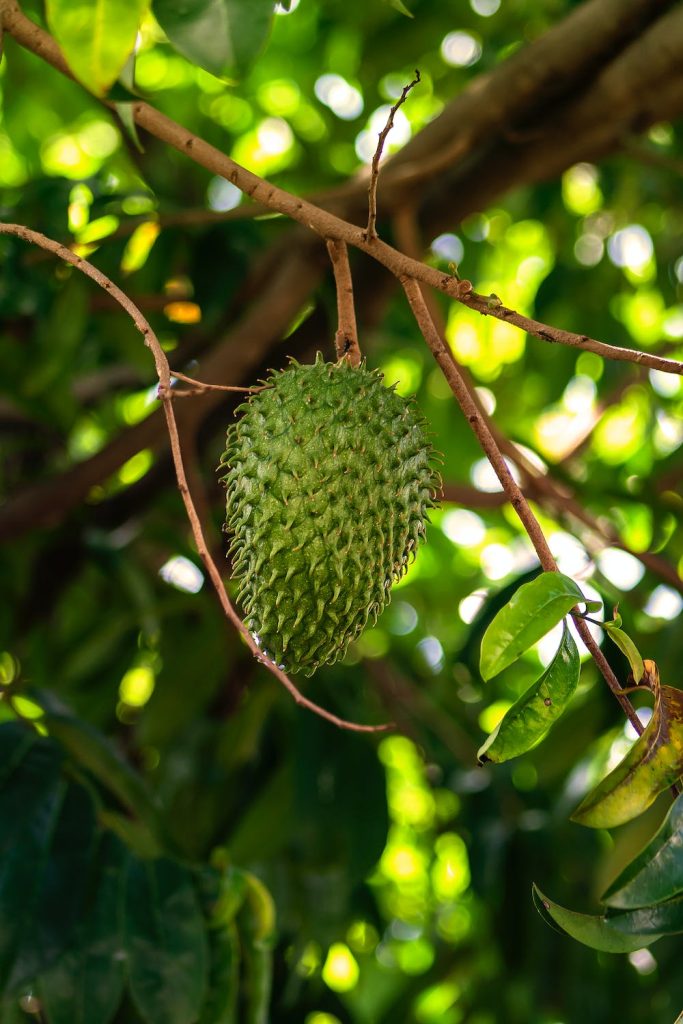 Soursop Leaves